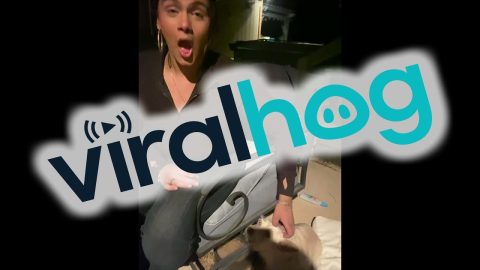 An Inclusive Gathering For Differently-Abled Dogs || ViralHog
