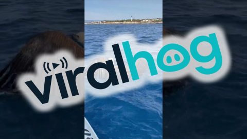 Rescuing a Vulture at Sea || ViralHog