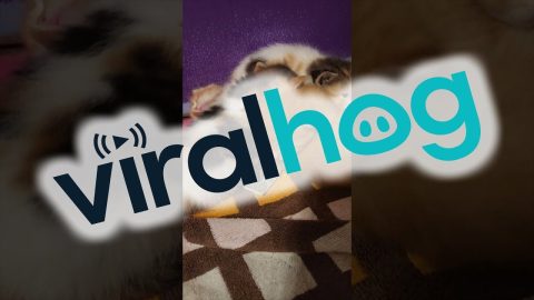 Kittens Adopt a Pet Mouse || ViralHog