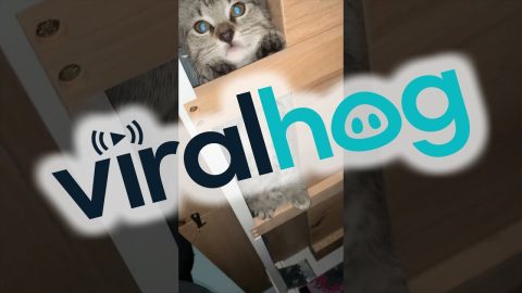 Spider Kitten Hides Under Kitchen Table || ViralHog