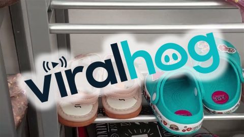Unwelcome Nest In Small Sandals || ViralHog