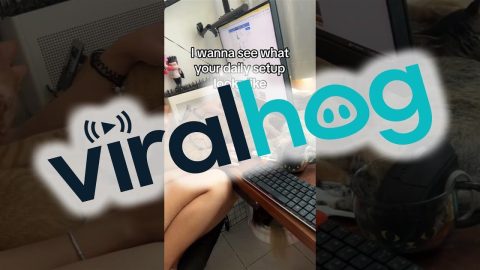 Daily Computer Setup Includes Lots Of Cats || ViralHog