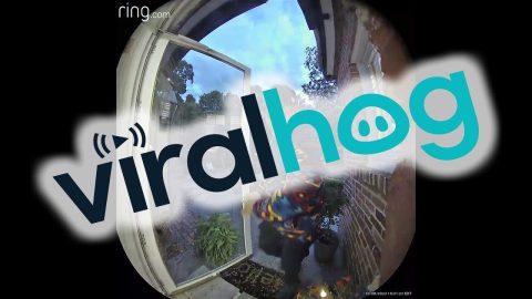 Doberman Puppy Smacks Into Glass Door || ViralHog