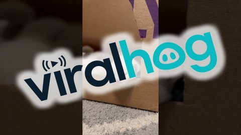 A Conglomeration Of Ragdoll Kittens || ViralHog