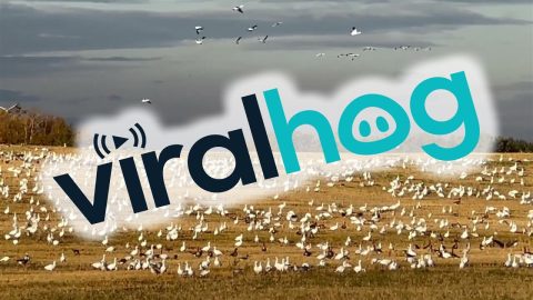 Large Swirling Gaggle Of Geese || ViralHog