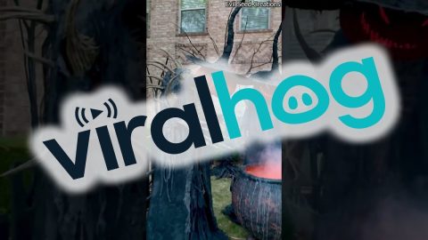 I'm the Cool Neighbor || ViralHog