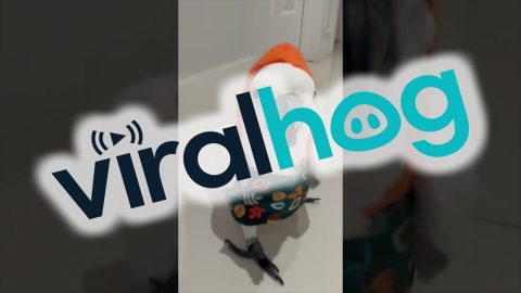 Cockatoo Catwalk Show || ViralHog