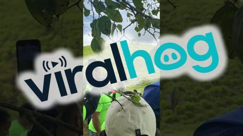 Cattle Causes Chaos on the Trail || ViralHog
