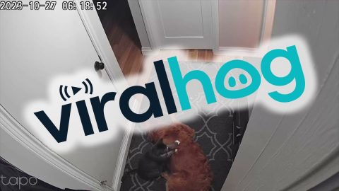 Cat Gives Golden Retriever a Massage || ViralHog