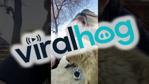 Lion Cub Greets Volunteer || ViralHog