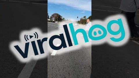 Duckling Diversion || ViralHog