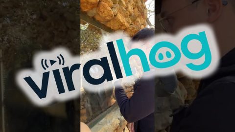 Smart Baboon Knows How To Instruct The Guests || ViralHog