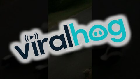 A Skunk Family On The Move || ViralHog