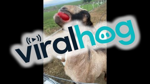 Goat Eats Softball-Sized Tomato || ViralHog