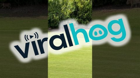 Bobcat Family On Golf Course || ViralHog