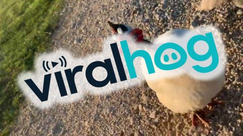 Goose Gets Excited to See Her Human || ViralHog