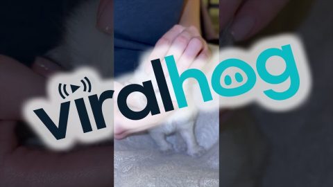 Tiny Massage For A Tiny Kitten || ViralHog