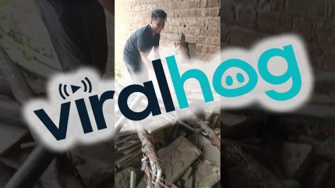 Snake Startles Animal Rescuer || ViralHog