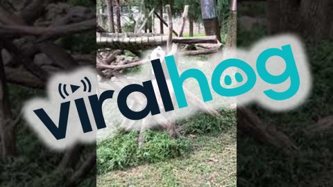 Playful Pandas at the National Zoo || ViralHog