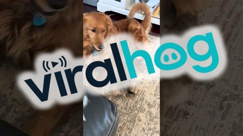 Patient Golden Plays With Crazy Corgi Puppy || ViralHog