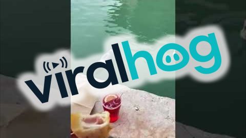 Bird Steals Woman's Snack || ViralHog
