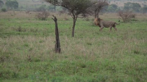 Buffalo Chase Away Lions || ViralHog