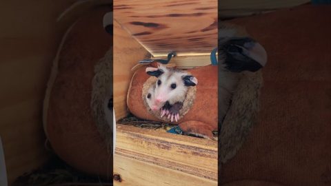 Clown Car: Baby Opossum Edition || ViralHog