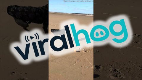 Greyhound Zoomies at the Beach || ViralHog