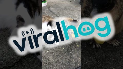 Cat Cuddles Hungry Squirrel || ViralHog