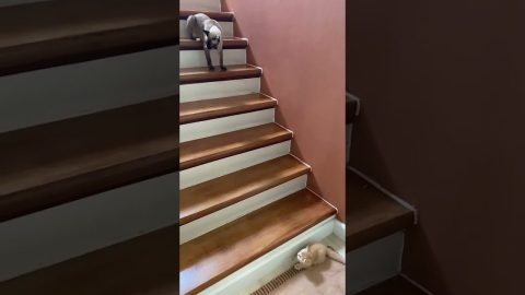 Kitten Takes a Tumble Down Stairs || ViralHog