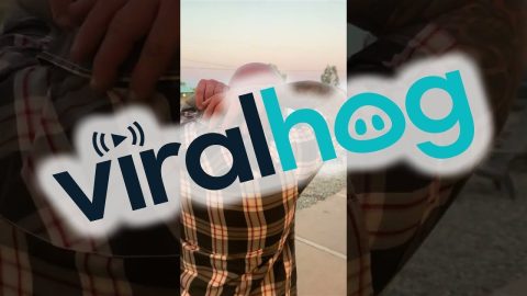 A Tarantula Hitchhiker || ViralHog