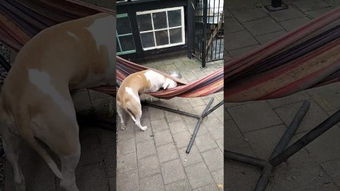 Lucy Loves Her Hammock || ViralHog