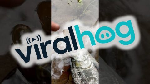 Crawdad Wants A Piece Of The Catch || ViralHog
