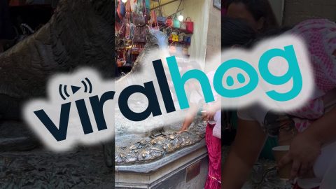 Woman Picks Up Coin That Was Just Thrown in the Fountain || ViralHog