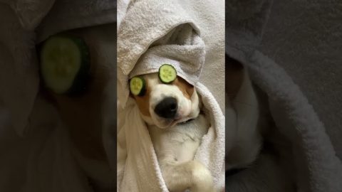 Dog Has a Spa Day || ViralHog