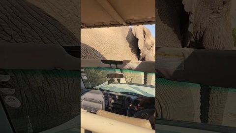 There's an Elephant on My Hood! || ViralHog