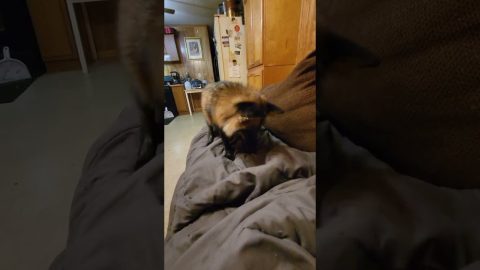 Fun With Foxes And Blankets || ViralHog