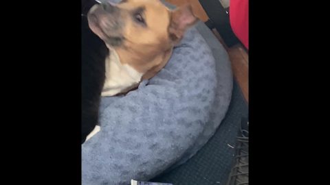 Kitten Grooms Dog's Ears || ViralHog