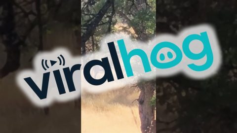 Donkey Joins A Herd Of Elk || ViralHog