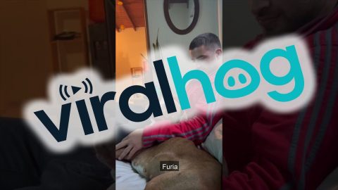 New Owners Discover Dog's Name || ViralHog