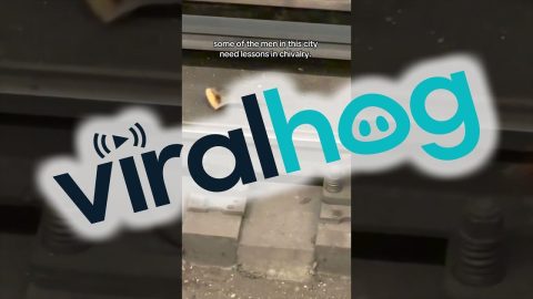 Chivalrous Rat Brings Partner A Donut || ViralHog