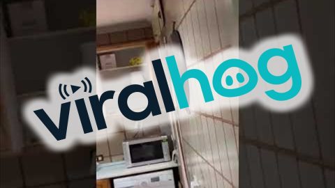 Rats In The Kitchen || ViralHog