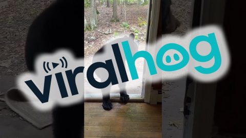 Bear Cub Swipes A Rug || ViralHog