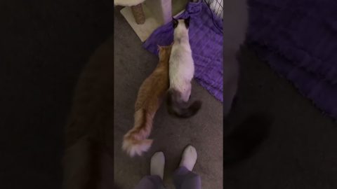Bonded Queens Raise Kittens Together || ViralHog