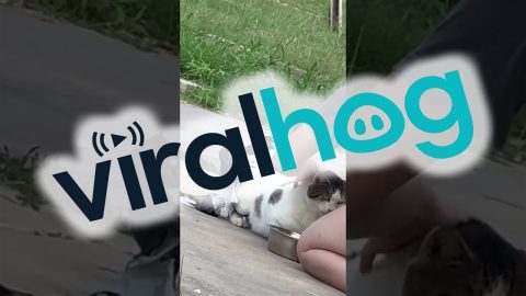 Rescuing A Cat Stuck In Plastic || ViralHog