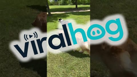 Bird Rides Its Mighty Steed || ViralHog