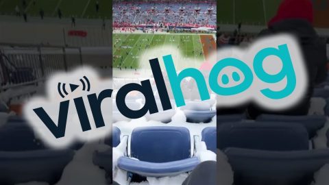 Buried In The Stands || ViralHog