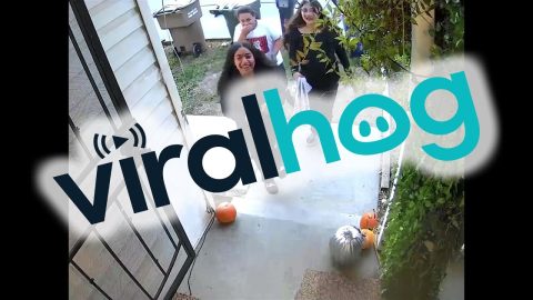 Hidden Bushman Spooks Trick or Treaters || ViralHog