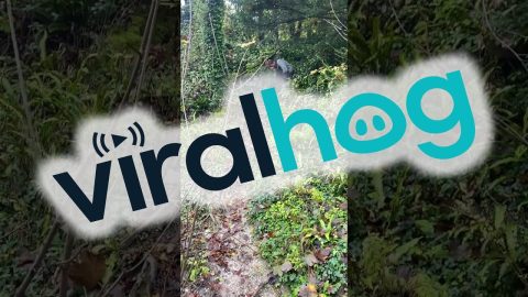 Fail While Walking the Dog || ViralHog
