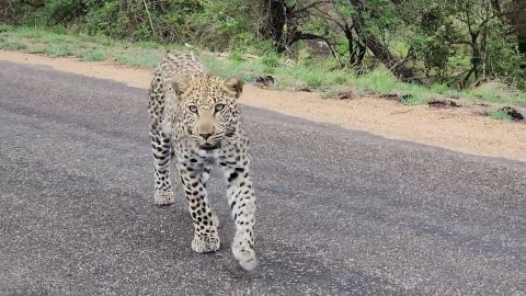 Leopard Brazenly Approaches Safari Vehicle || ViralHog